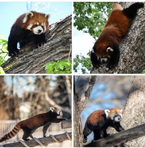 red panda art