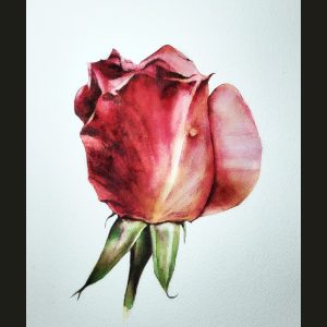 Red Rose Bud in Watercolour