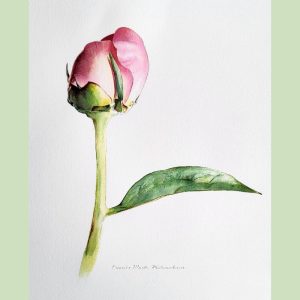 Pink Peony Bud in Watercolour