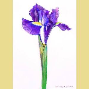 Blue Iris - Francis Marte