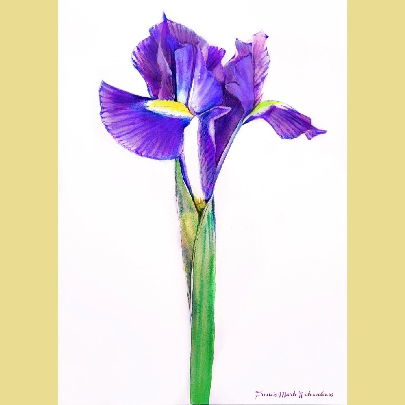 Blue Iris in Watercolour
