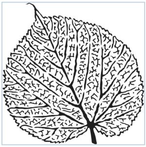 Stencil - Skeletal Leaf