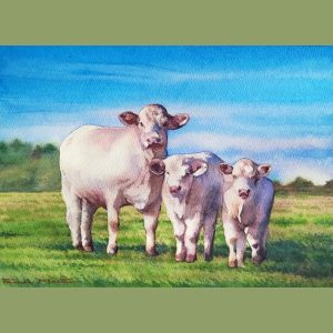 White Park Cows in Watercolour