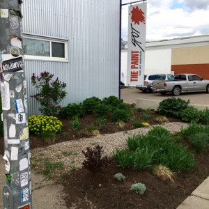 The Paint Spot's gorgeous front garden was the new home of the hollyhocks