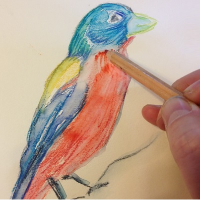 Birds watercolour pencil project
